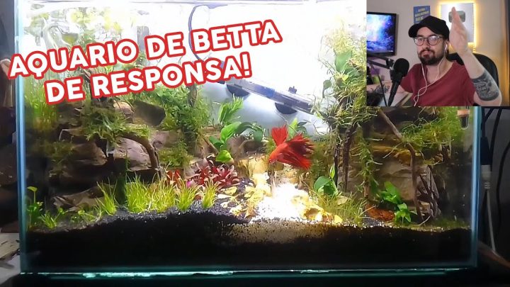 responsa - AQUÁRIO DE BETTA DE RESPONSA!