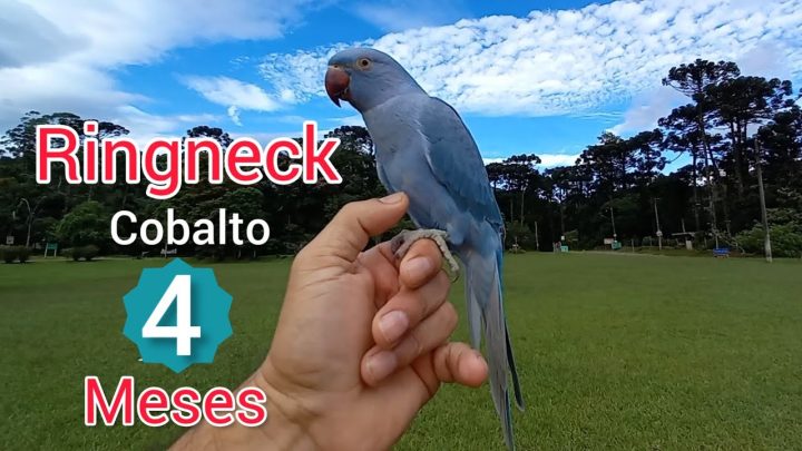 cobalt - Ringneck Cobalto 4 Meses Ringneck Cobalt 4 Months