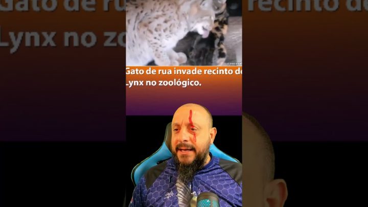 lince? - Gato na jaula do lince? #biólogohenrique #faunabrasileira #humor