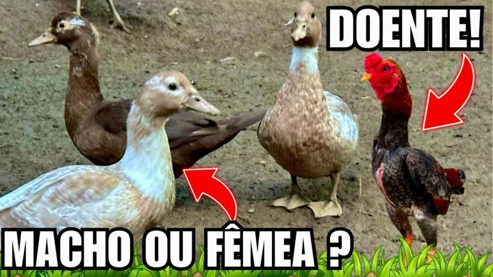 patos - Atualizando Patos | Livro sobre Doenças de aves | Encontrei outro galo DOENTE | Aves Recriar