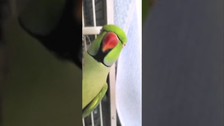 playing - Indian Ringneck Parrot 🦜 playing! (Kiwi)