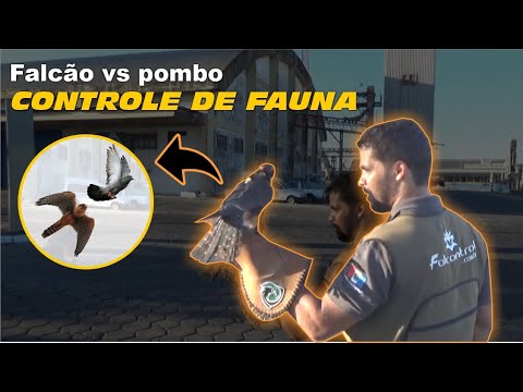 animal - Meu Falcão perseguindo pombo | DORIVAL LIMA - ALETO ANIMAL