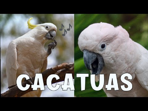 exuberante! - Cacatua🐦🐦 AVE LINDA E EXUBERANTE cockatoo Catatuas🐦cockatiel whistle PARROUT SINGING