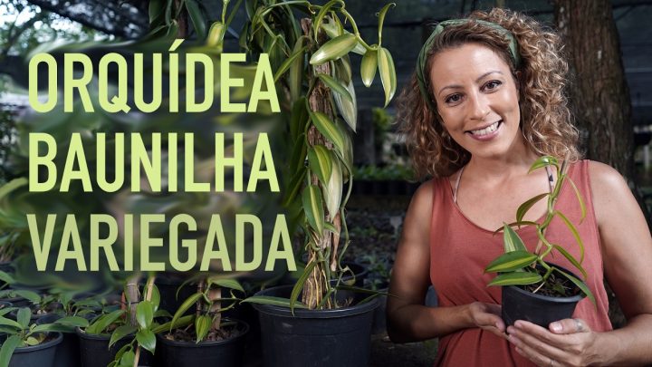 baunilha - NOVIDADE | ORQUÍDEA BAUNILHA variegada