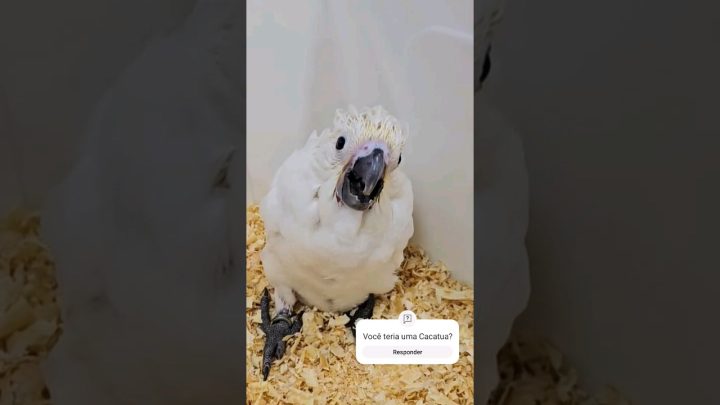 alba - Um filhote de Cacatua Alba que eu me apaixonei ❤️ - UDP #shorts #cockatoo #birds