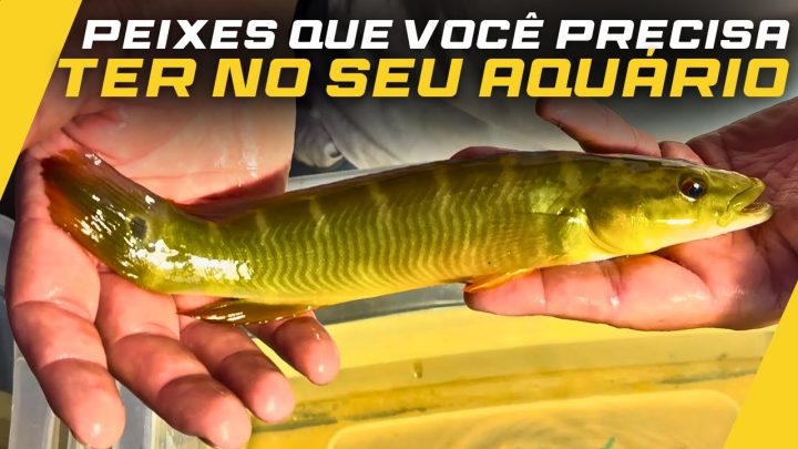 lote - TROUXE O 4º LOTE DE PEIXES DE AGOSTO, E VOCÊ VAI SE SURPREENDER COM ESSES AQUI!