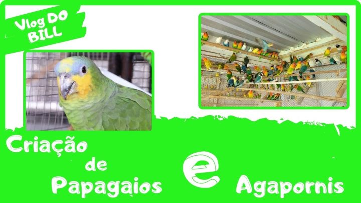 agapornis - PAPAGAIOS E AGAPORNIS NO VLOG DO BILL!!!