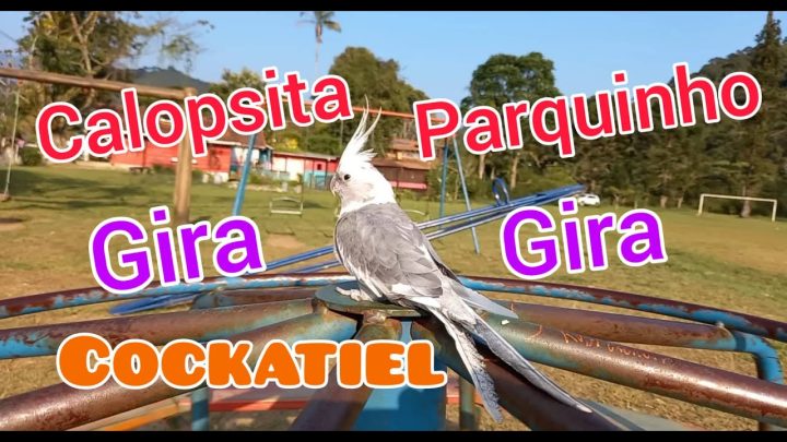 playground - Calopsita no Parquinho Gira Gira. Cockatiel in the Playground.