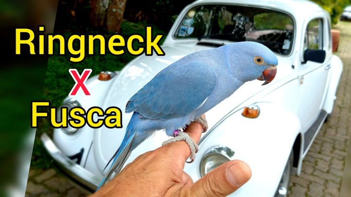 volkswagen. - Periquito Ringneck X Fusca Volkswagen. Parrot Ringneck