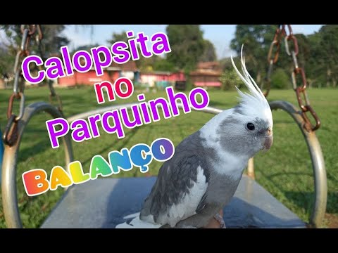 playground - Calopsita no Balanço do Parquinho Cockatiel in the Playground