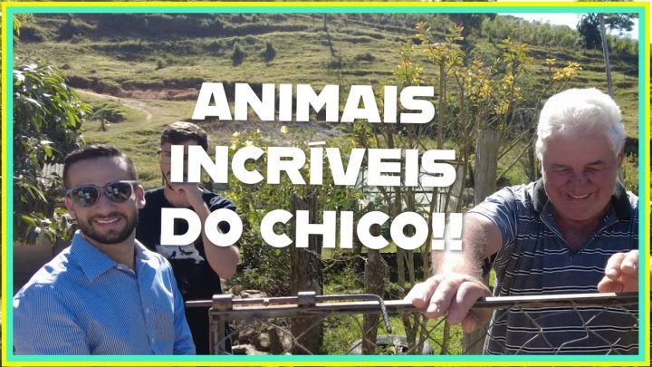 @gutejandoo - Vlog 142 - Animais do Chico com @GUTEJANDOO @sitioxavier @recantodacleo688 e JV | Okiama No Sítio