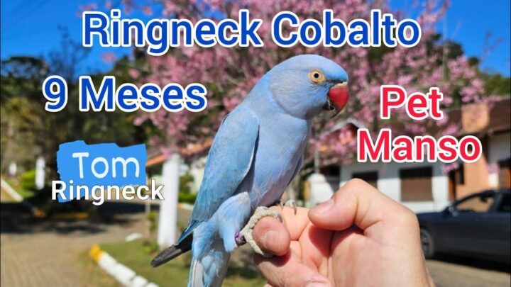 cobalt - Ringneck Cobalto 9 Meses. Ringneck Cobalt 9 Months