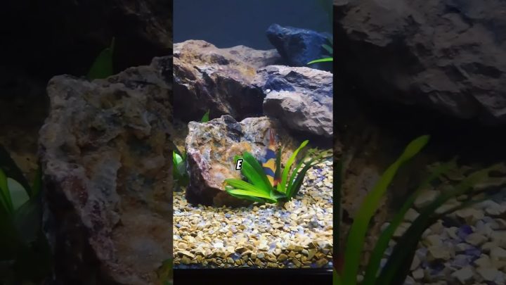 lowtech - Sagittaria platyphylla planta bonita e de baixa demanda aquário lowtech #aquarioplantado #aquarismo