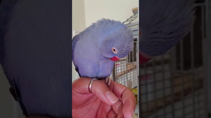 (kiwi) - Indian Ringneck Parrots 🦜 playing. (Kiwi)