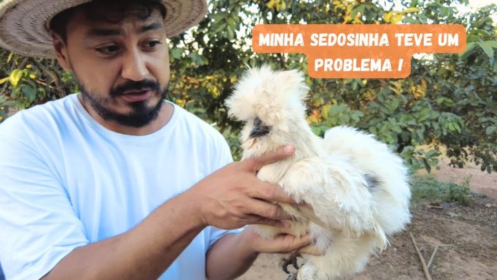 galinha - Vlog 217 - Minha Galinha Sedosa está com um problema! | Okiama No Sítio