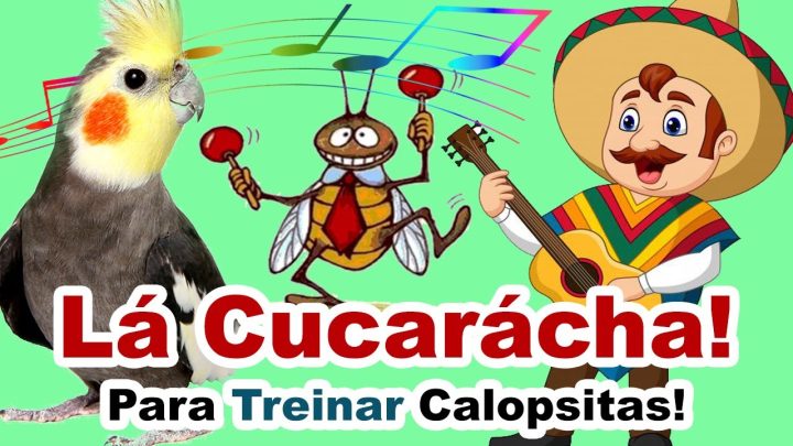 cucaracha - Assobio calopsita - canto la cucaracha para treinar calopsita