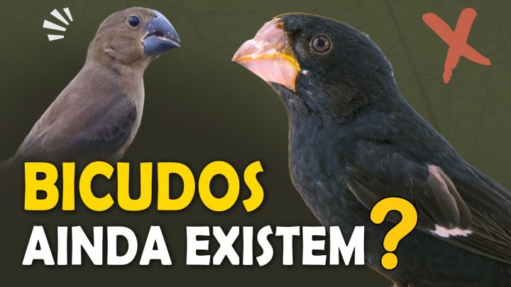 bicudos - BICUDOS SELVAGENS ainda EXISTEM? Canto e fatos sobre o pássaro bicudo!