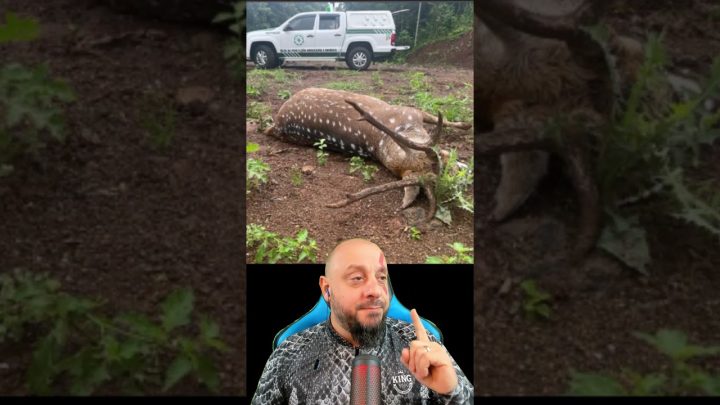 atropelado - Cervo exótico é atropelado na Rota do Sol, em RIO GRANDE DO SUL