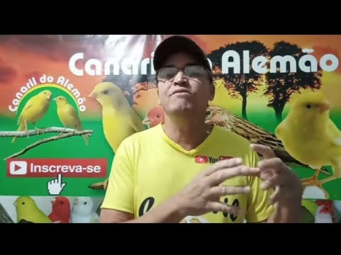 ovo? - Filhotes de Canário Morrendo dentro do Ovo??? Como resolver isso!!! - Canaril do Alemão