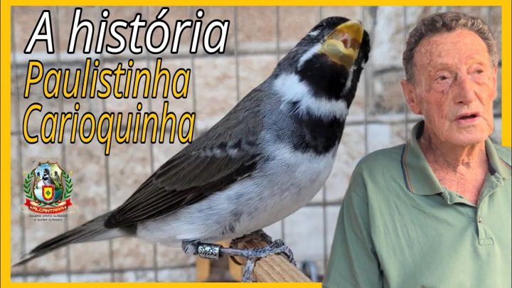 carioquinha - A HISTÓRIA DOS COLEIRO CARIOQUINHA PAULISTINHA DOIS FENÔMENO DA NATUREZA