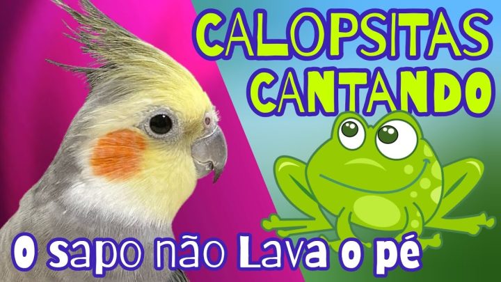 Sem categoria - Ensine Sua CALOPSITA a Cantar 'O Sapo Não Lava o Pé'! [CALOPSITAS CANTANDO] 1 Hora de cantos 🎶🦜