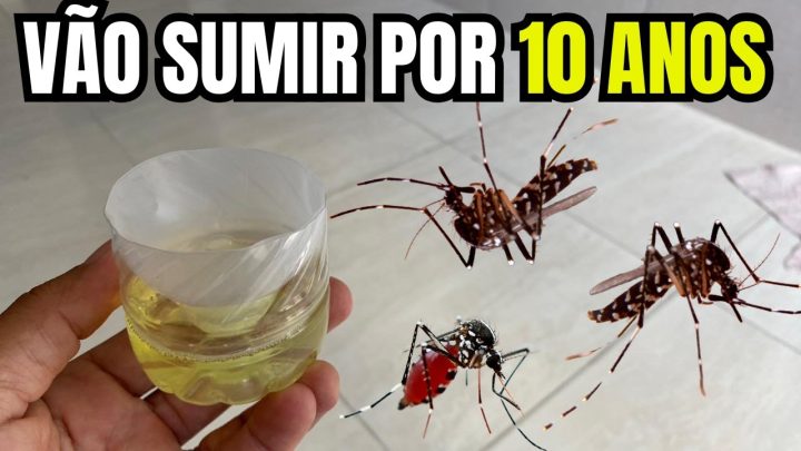 pernilongos - Isso Faz Mosquitos e Pernilongos SUMIREM PARA SEMPRE