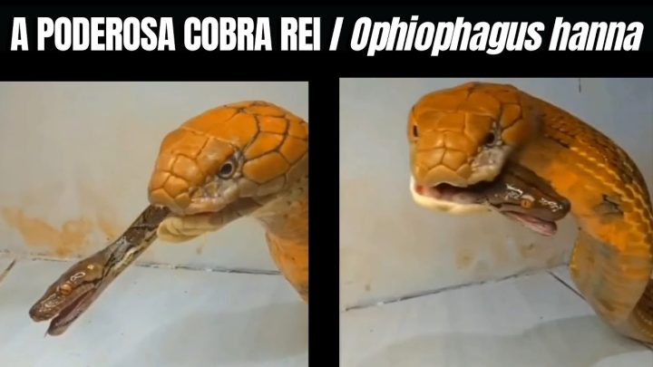 poderosa - A Poderosa Cobra Rei | Ophiophagus hanna | King cobra | Biólogo Henrique