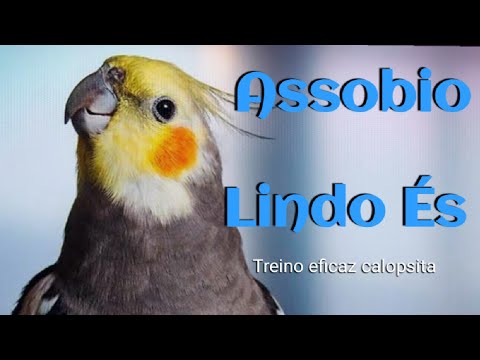 diariamente - Calopsita cantando Lindo És 💤 assobio para calopsitas treinar diariamente 💤 cockatiel Sing