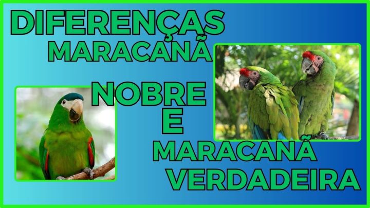 maracanÃ - MARACANÃ NOBRE TEM DIFERENÇAS DA NORMAL?Cortes da Live.