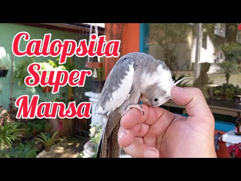 extremo - Calopaita Mansa ao Extremo Happy Cockatiel