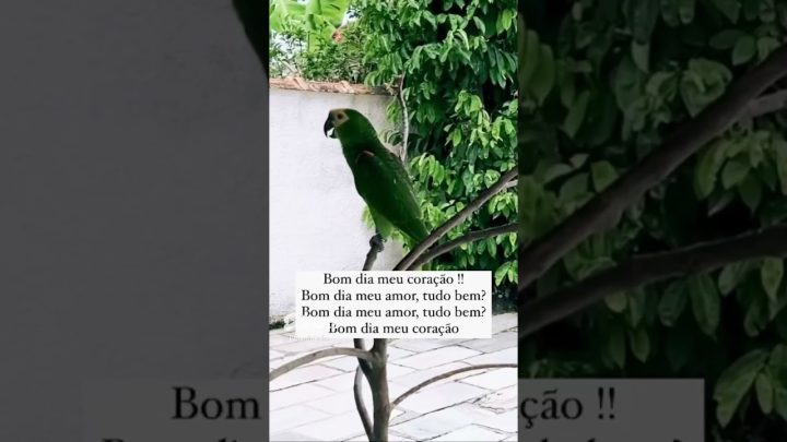 #animals - Papagaio Falando bom dia 🦜 #shorts #parrot #papagaiocantor #birds #papagaio #pets #animals #parrots