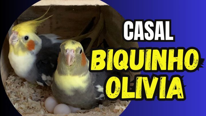 olÍvia - CASAL DE CALOPSITA BIQUINHO E OLIVIA - CORTES DA LIVE