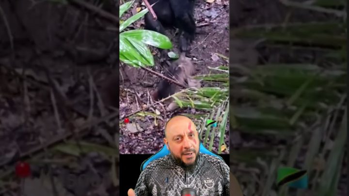 chocam - Chimpanzés chocam a internet, mas essa é a história natural destes primatas e do ser humano