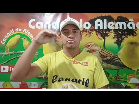 canaria - Canário Comendo os Ovos da canária??? - Canaril do Alemão