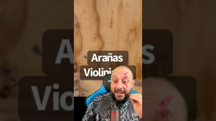 caçada - Aranha marrom caçada por aranha pernuda, controle biológico de Aranha violinista