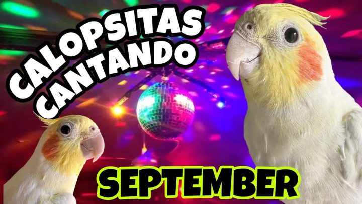 estimular - CALOPSITAS CANTANDO SEPTEMBER de 'Earth Wind and Fire'| Ótimo para estimular sua CALOPSITA a cantar