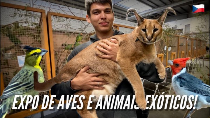 animais - Visitando uma EXPOSIÇÃO de AVES e ANIMAIS EXÓTICOS na REPÚBLICA TCHECA!