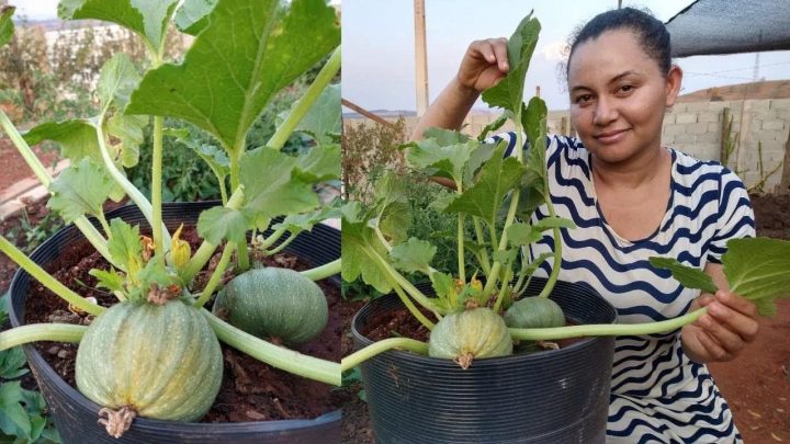 hortas - COMO PLANTAR ABOBRINHA EM VASOS COM SUCESSO - 013 - VIDA VERDE SISTEMAS SUSTENTÁVEIS