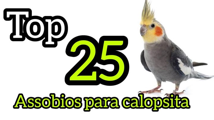 westle - TOP 25 ASSOBIOS PARA CALOPSITA - COCKATIEL WESTLE