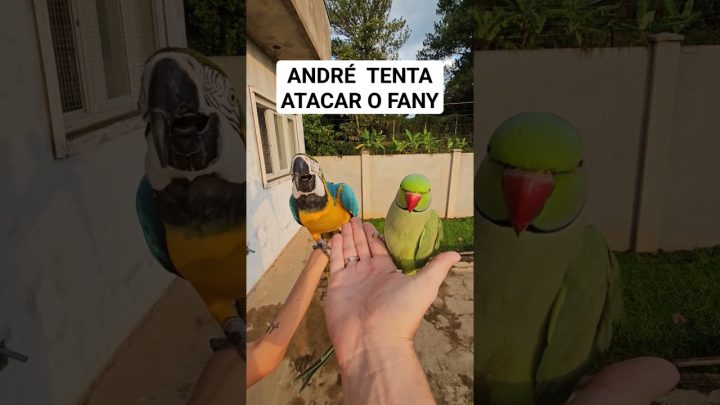 ringneck - e comum isso acontecer por ciúmes #parrot #ave #birds #passarinho #ring #rings #ringneck #bird