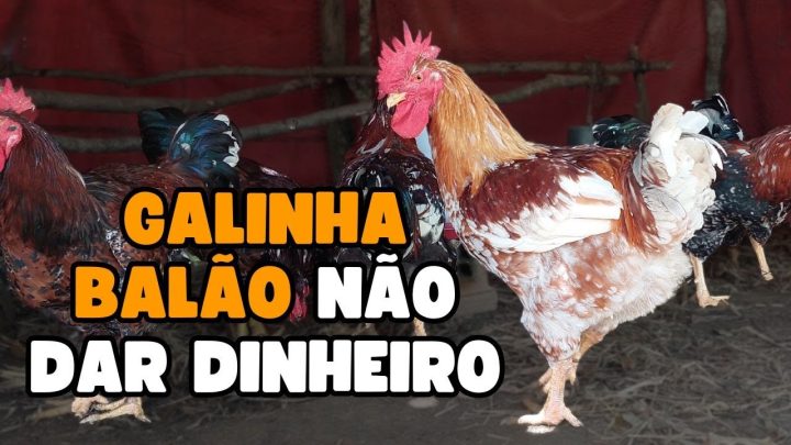 balÃo - NÃO DAR PARA GANHAR DINHEIRO COM GALINHA BALÃO