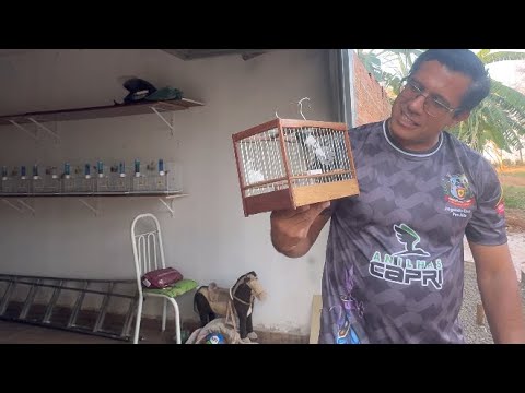 Canto das Aves - PEGUEI O PAPA-CAPIM DO BICO PRETO