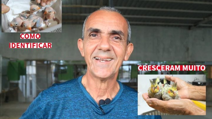 cresceram - COMO IDENTIFICAR SEU RING NECK FILHOTE I AS CALOPSITAS JÁ CRESCERAM MUITO