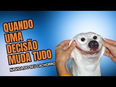 😱quando - 😱QUANDO UMA DECISÃO MUDA TUDO NA VIDA DO SEU CACHORRO