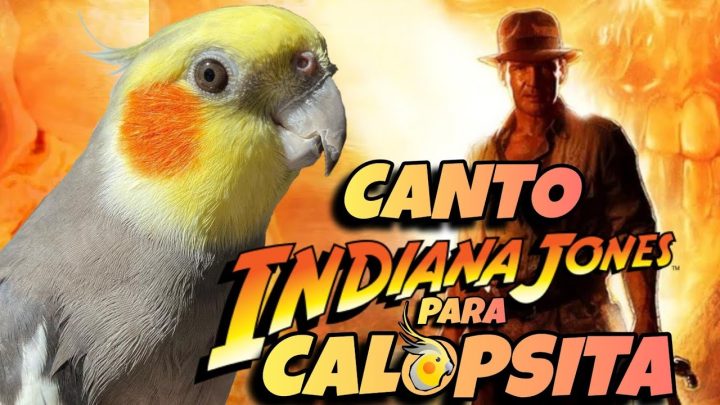 jones, - CALOPSITAS CANTANDO: Treinamento para Calopsitas - Tema de Indiana Jones! 🎶🦜