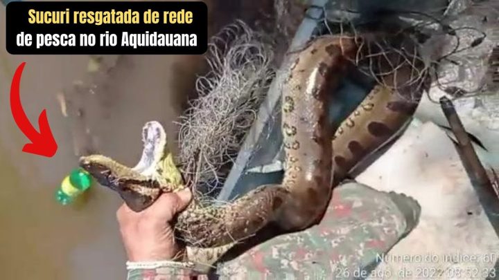 aquidauana - Sucuri presa em rede no rio Aquidauana