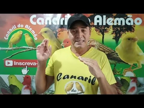 canaria - Canária arrancando penas dos filhotes!!! - Canaril do Alemão