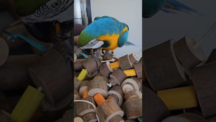 ringneck - arara com brinquedos ( paraíso) #ave #parrot #ring #birds #pets #passarinho #arara #macaw #ringneck