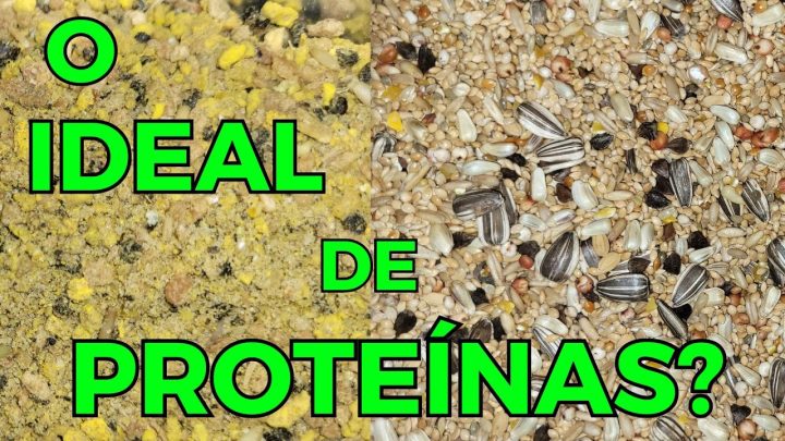 proteínas - QUAL O IDEAL DE PROTEÍNAS PARA AS AVES?Cortes da Live.