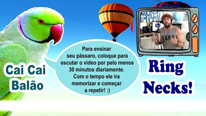 balÃo - Assobio ring neck - canto cai cai balão para treinamento de ring neck